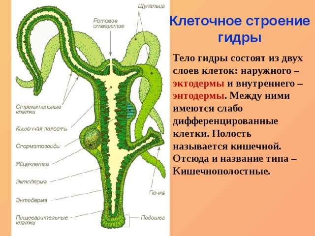 Где купить наркоты